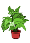 kamerplant