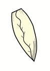 witloof
