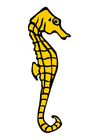 zeepaardje