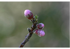 Foto's 2. bloemknoppen - vroege lente