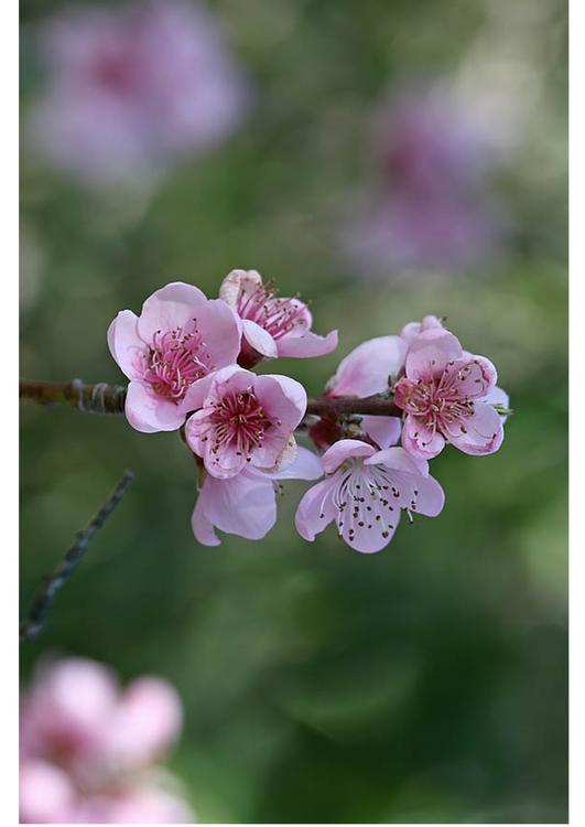3. bloemen - vroege lente
