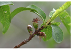 Foto 4. beginnend fruit - midden lente