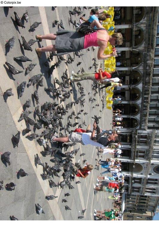 Duiven voederen op San Marco plein, VenetiÃ«