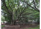 Park Ghandi Museum Puna