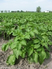 Foto's aardappelplant