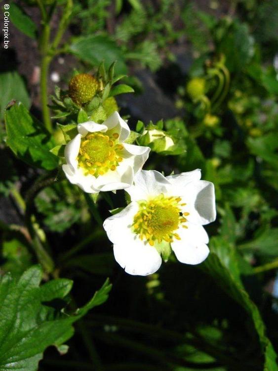 aardbei bloesem