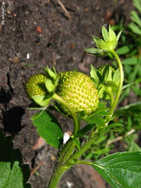 aardbeien 1