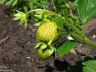 Foto's aardbeien 1