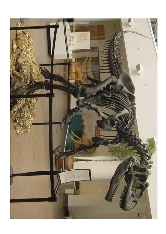 allosaurus skelet