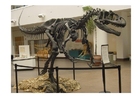 Foto allosaurus skelet