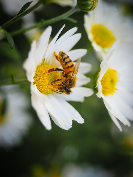 bij op bloem