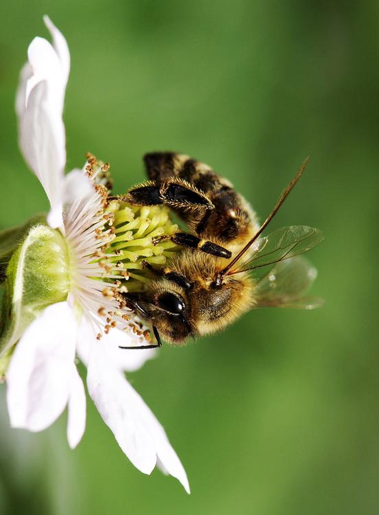 bij op bloem