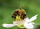 Foto's bij op bloem