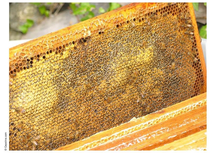 Foto bijenkorf raten honing