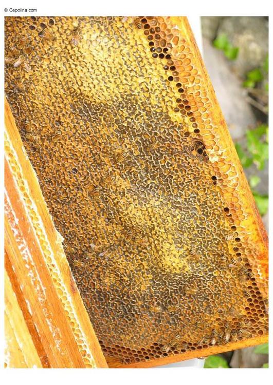 bijenkorf raten honing