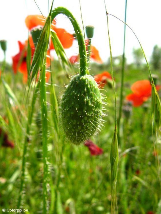 bloemknop klaproos 2