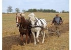 boer