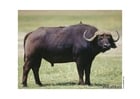 Foto's buffel