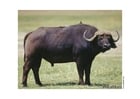 buffel