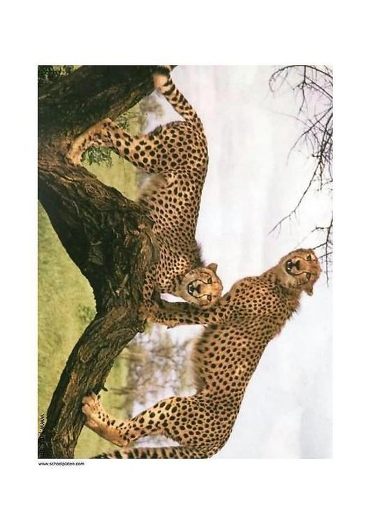 cheetah