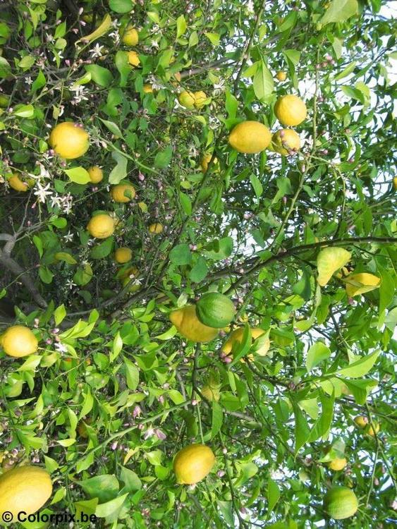 citroenboom