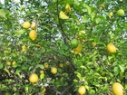 Foto citroenboom