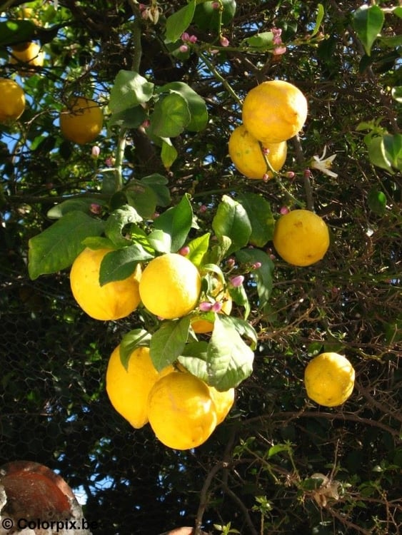 Foto citroenen