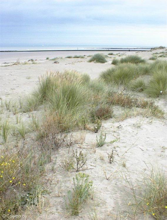 duinen 