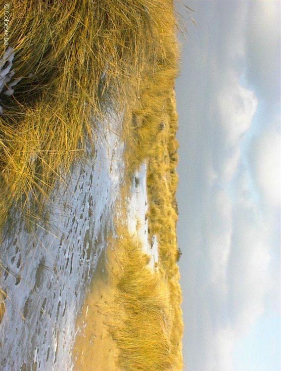 duinen 
