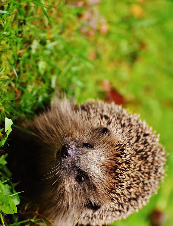 egel