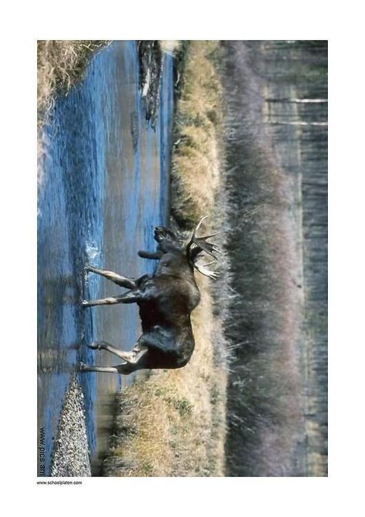 eland