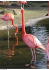 Foto's flamingo