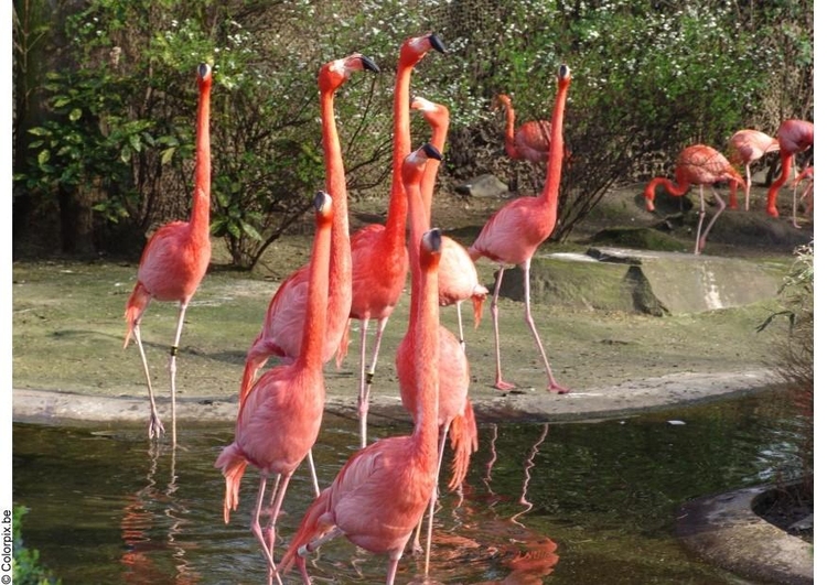 Foto flamingos