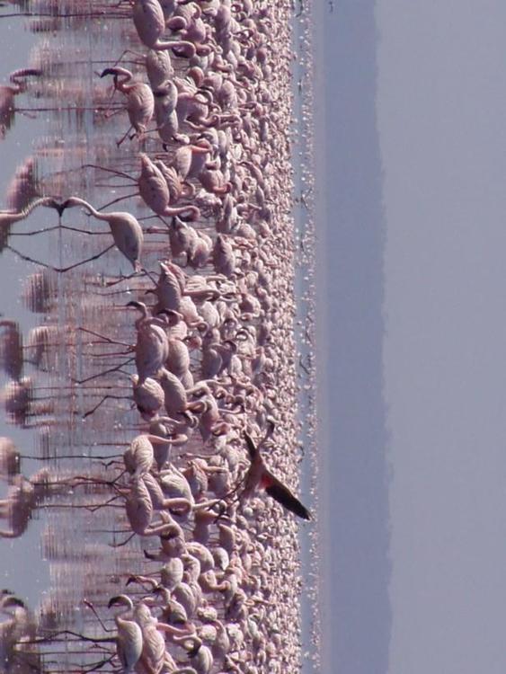 flamingos