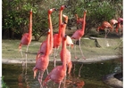 Foto's flamingos