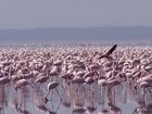 Foto's flamingos