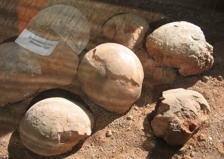 Foto fossielen - dinosaurus eieren