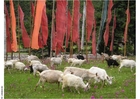 Foto gebedsvlaggen