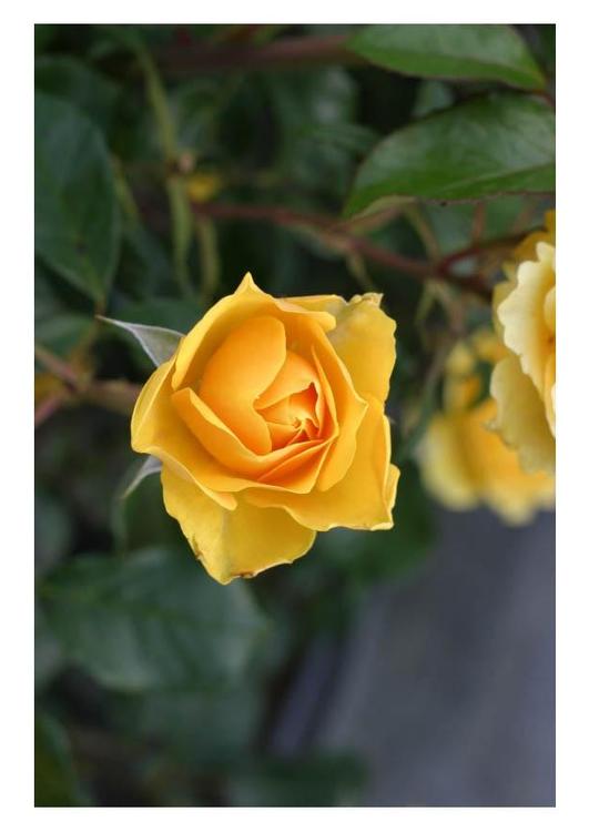 gele rozen