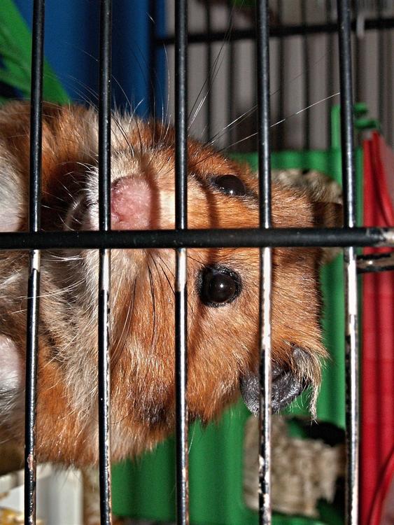 hamster in kooi