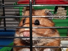 Foto's hamster in kooi