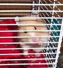 Foto's hamster in kooi