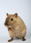 Foto's hamster