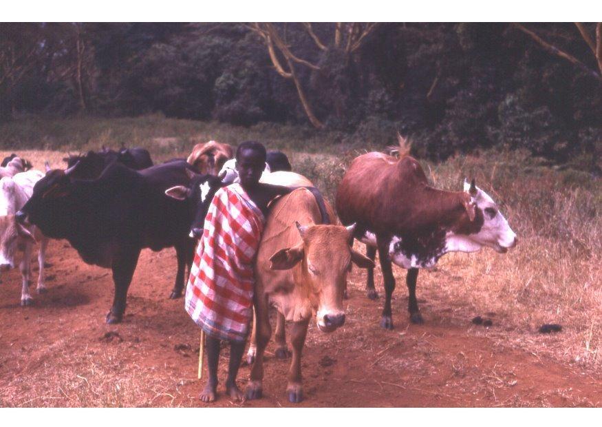 Foto herder in Kenia
