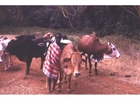 Foto's herder in Kenia