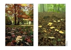 Foto's Herfst 2