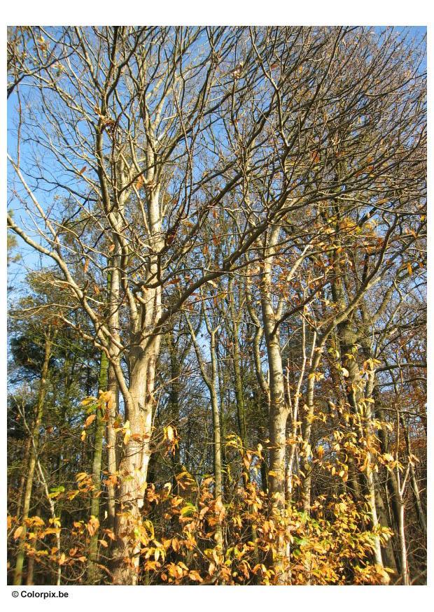 Foto herfst - bomen