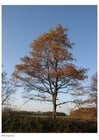 Foto herfst - bomen