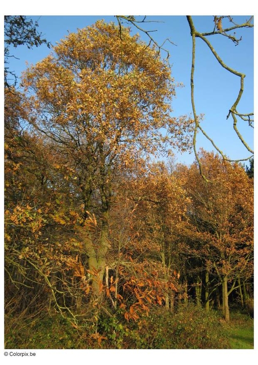 Foto herfst in het bos