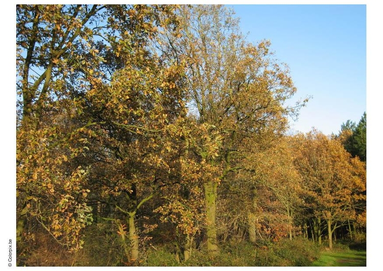 Foto herfst in het bos